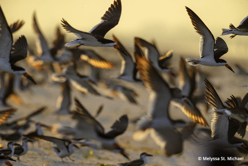 Photographing shorebirds, skimmers and terns