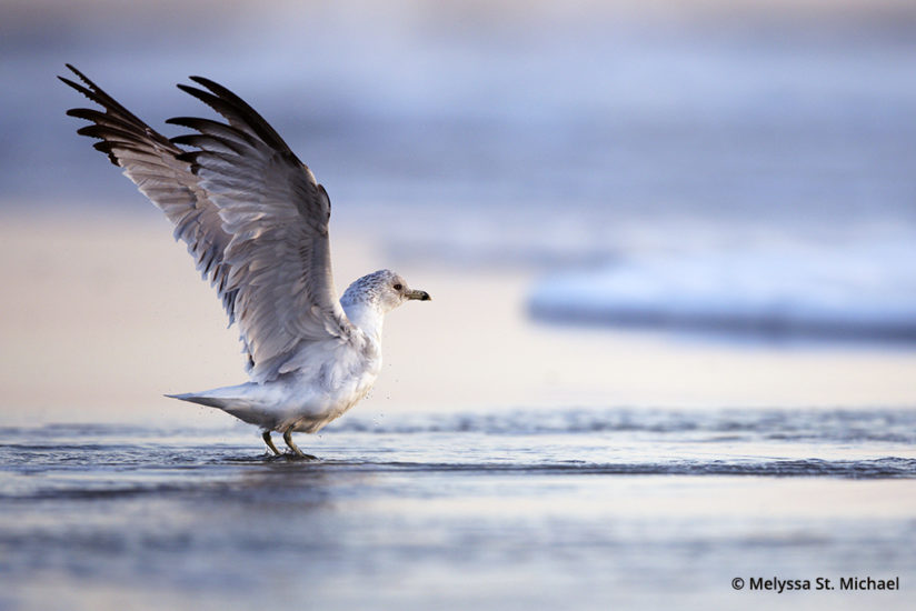 Photographing shorebirds, ring-billed gull 