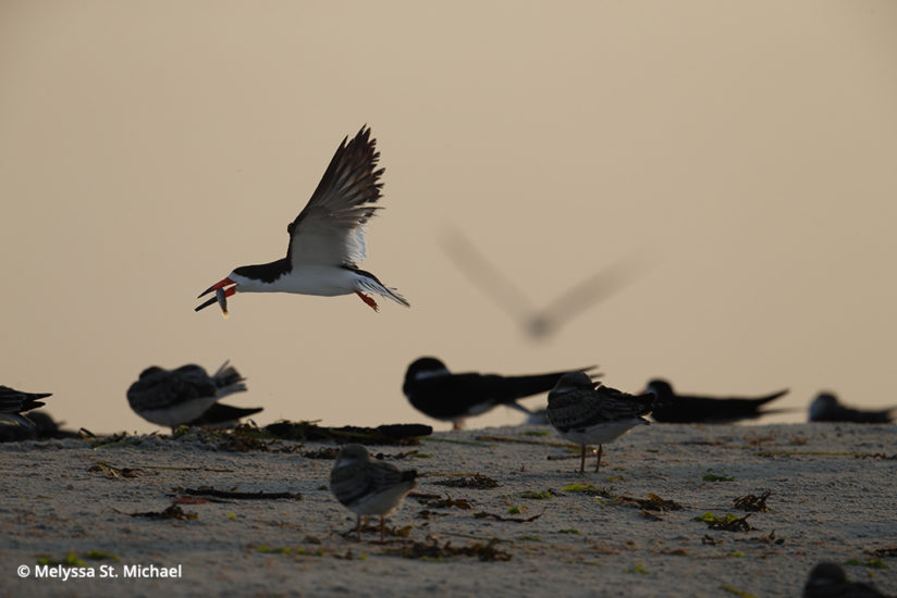 Photographing shorebirds, make black skimmer