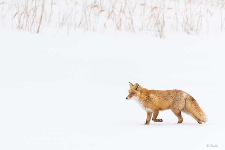 Congratulations to A. Bender for winning the Rule Of Thirds Assignment with the Image, “Sly Perfection.”