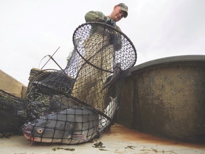 Shad and herring on the dinner plate for flatheads