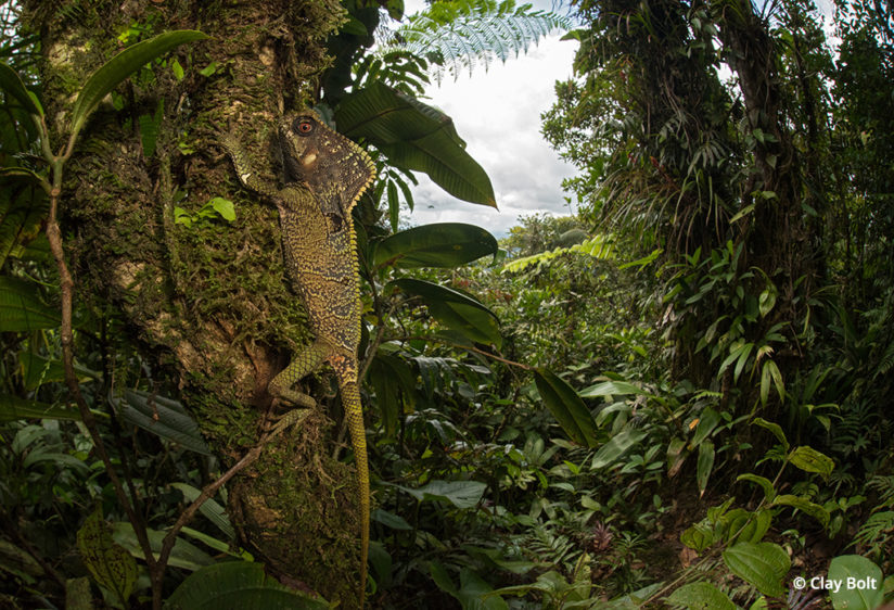 Helmeted iguana in Latin America