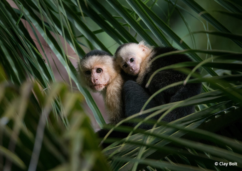 White-faced capuchin in Latin America