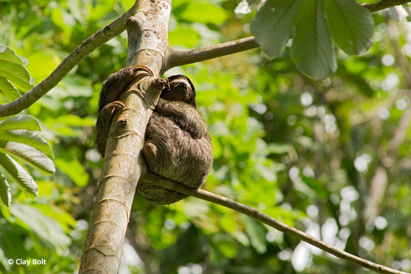 Brown-throated sloth, Latin America