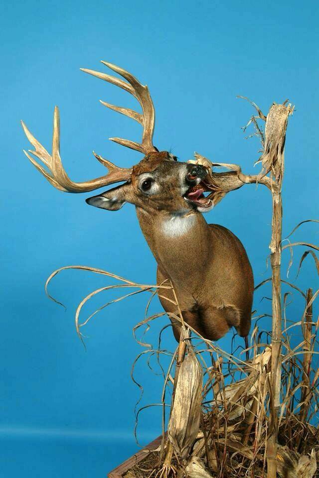 Whitetail Mount