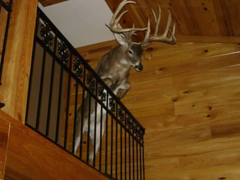 Whitetail Mounts