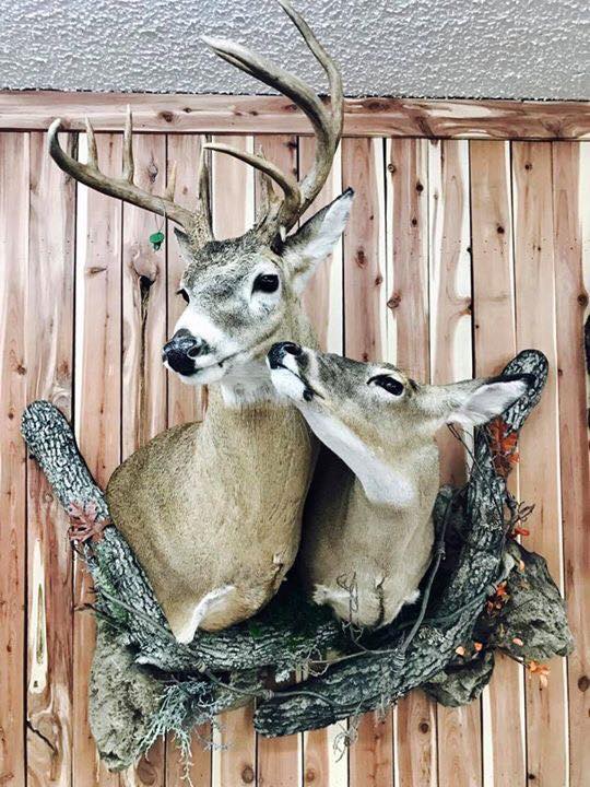 Whitetail Mounts