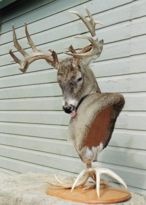 Whitetail Mounts