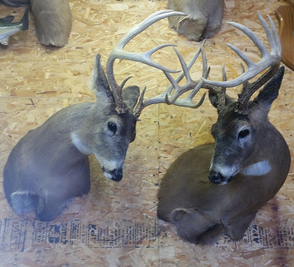 Whitetail Mounts