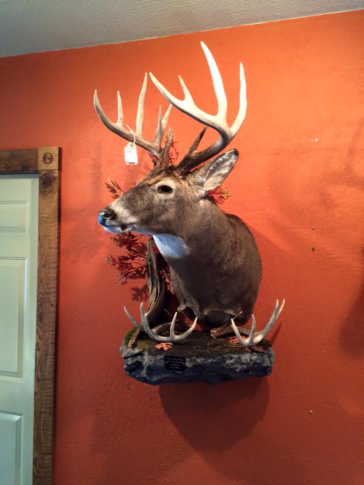 Whitetail Mounts