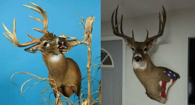 Whitetail Mounts