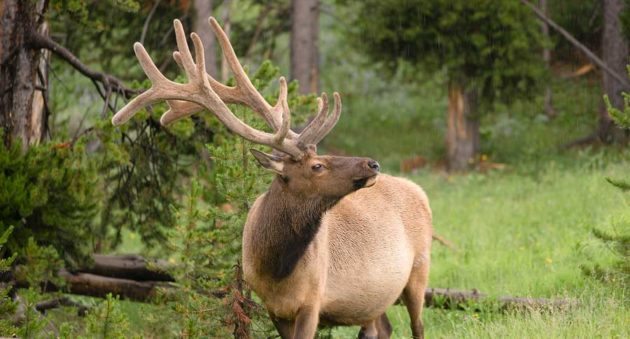 bull elk