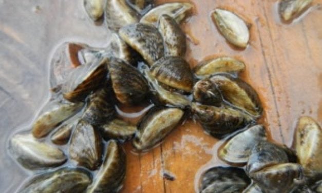 Zebra Mussels Confirmed in 5 Minnesota Lakes