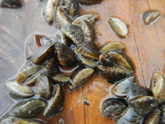 Zebra Mussels Confirmed in 5 Minnesota Lakes 
