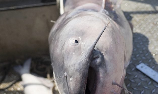 Atlantic Sturgeon Survey Negative in Chesapeake Bay