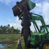 Best Alligator Hunt Kicks Off Florida Deer Trifecta