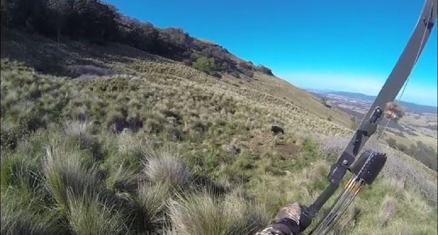 Insane Boar Charge On Bow Hunter In New Zealand