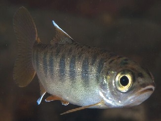 ‘Condor Time’ for Central California Coast Coho Salmon