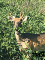 Deer Warts: What We Know About These Nasty Growths on Whitetails