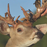 Deer & Deer Hunting TV Peeling the Crimson Velvet