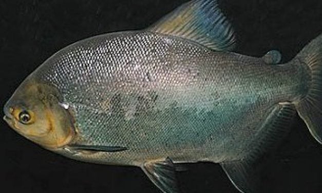 Invasive Pacu In Michigan