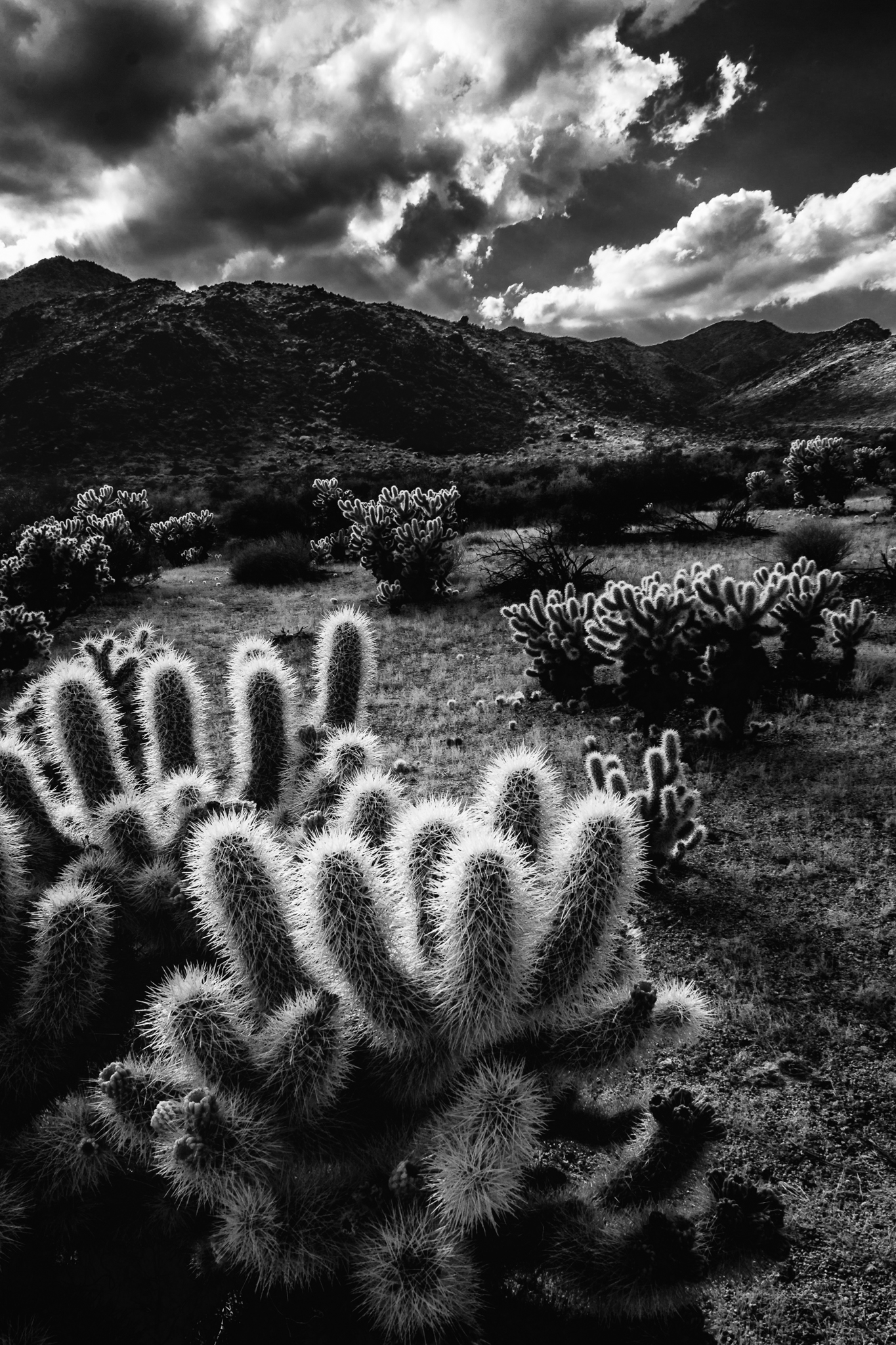 Today’s Photo Of The Day is “Cholla in the Sun” by Laura Roberts. Location: Joshua Tree National Park, California. 