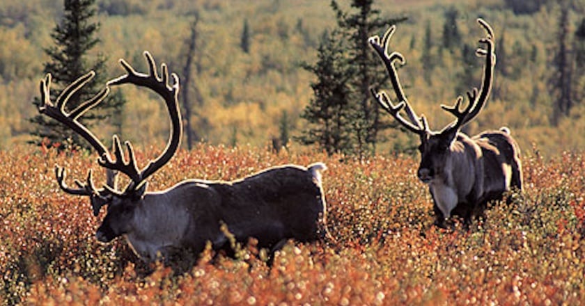 The Big List of Where to Hunt in Canada yukon