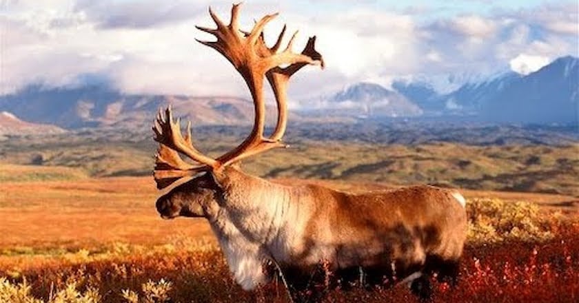 The Big List of Where to Hunt in Canada newfoundland