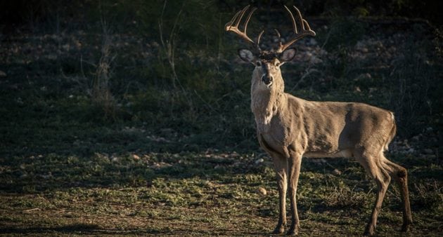 Best southern whitetail hunting states