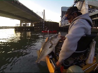 Urban Striper Smackdown