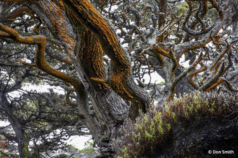Monterey Cypress Big Sur