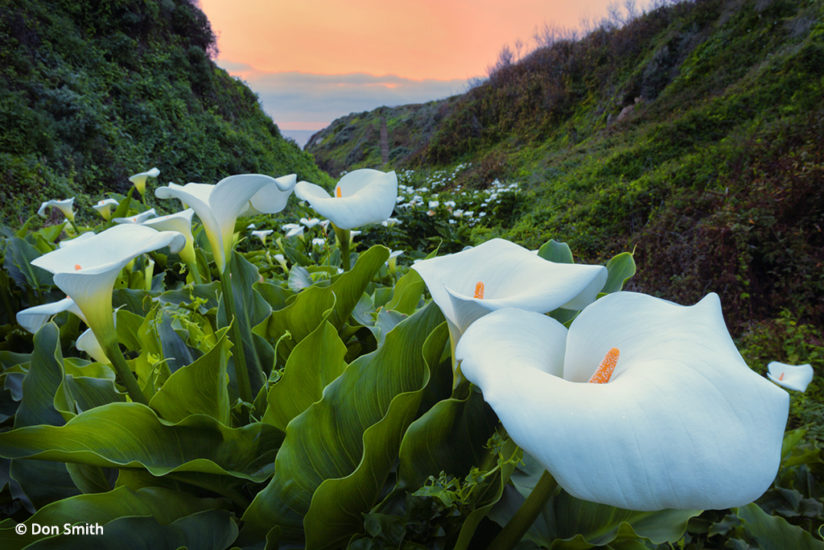 Big Sur wild calla lilies