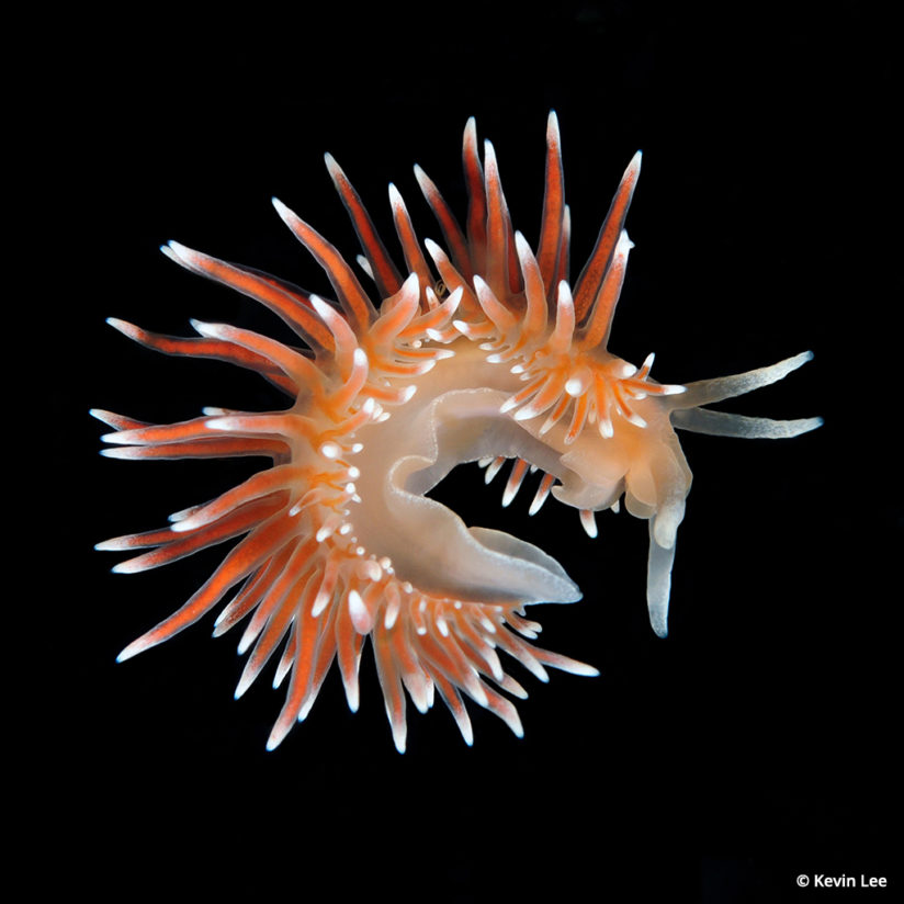 Photographing marine biology, Flabellina falklandica
