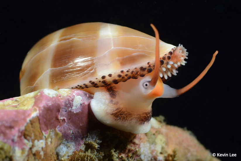 Photographing marine biology, Chestnut cowry