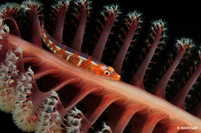 Photographing marine biology: goby