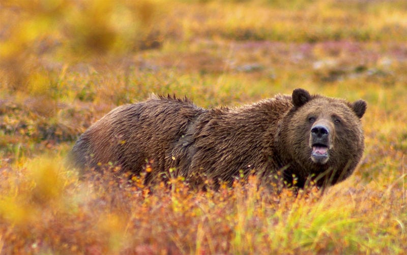 Yellowstone-area grizzly hunt
