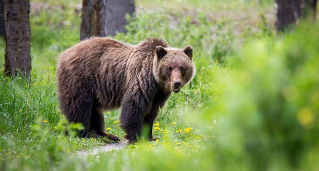 Yellowstone-area grizzly hunt