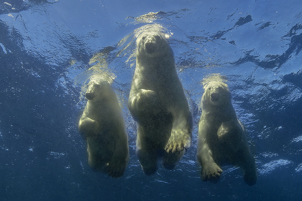 Polar bear family, Ellesmere Island, Canada