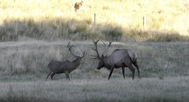 Here's The Difference Between Elk And Red Stag