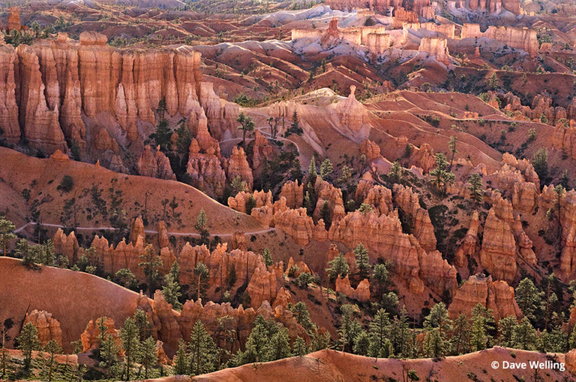 Wildlife in the landscape Bryce Canyon hoodoos
