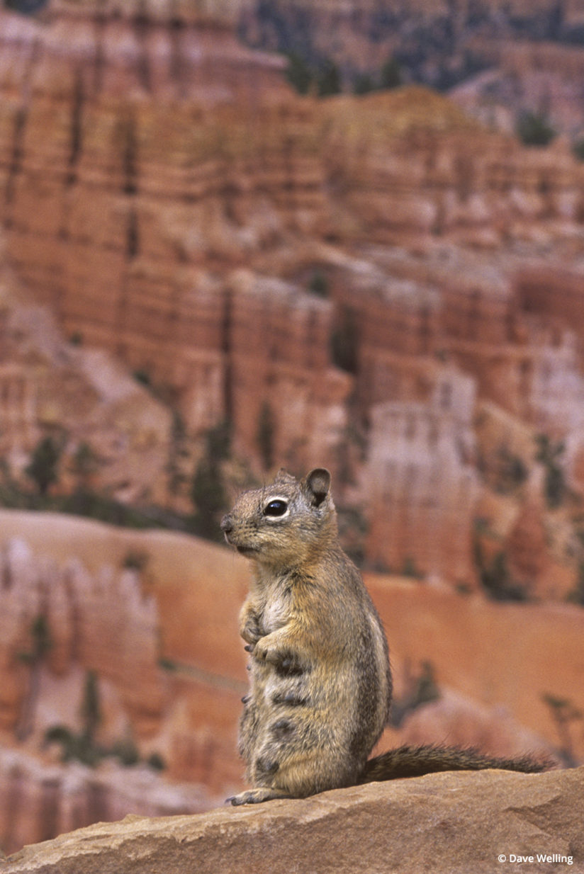 Wildlife in the landscape Golden-mantled ground squirrel.