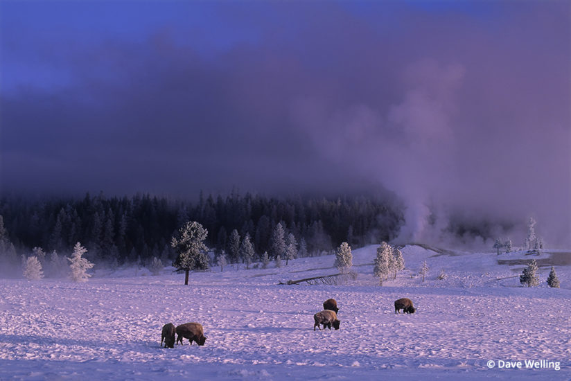 Wildlife in the landscape, Bison in Geyser Basin, Yellowstone National Park.