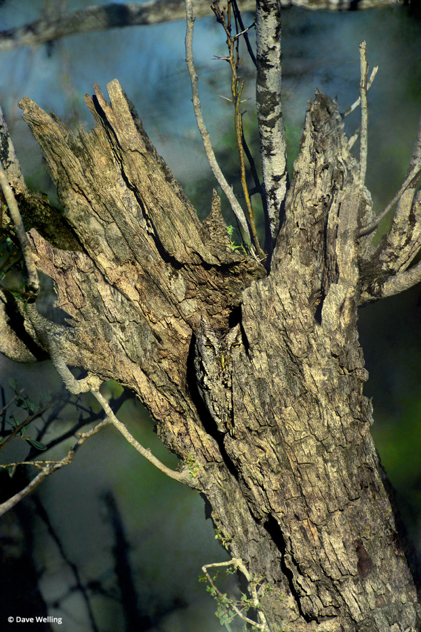 Wildlife in the landscape eastern screech-owl