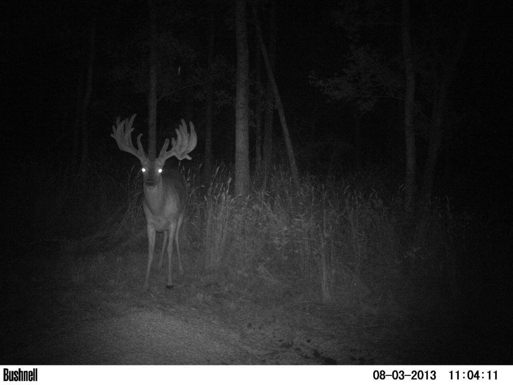Big-buck-trail-cam