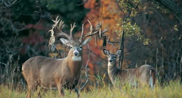 whitetail bucks