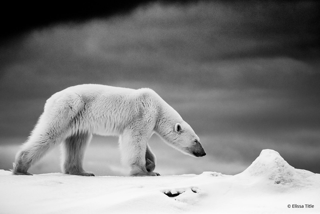 Today’s Photo Of The Day is “Polar Bear in Black and White” by Elissa Title. Location: Svalbard, Norway. 