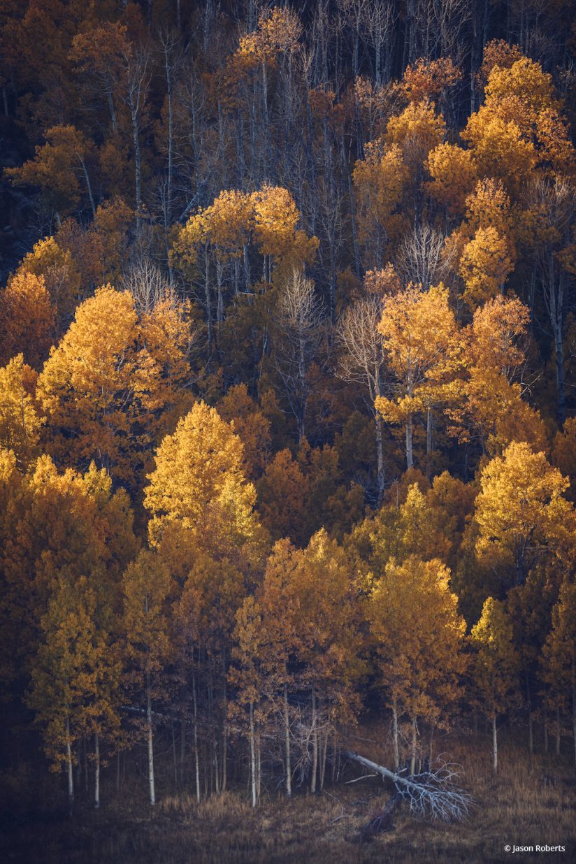 Today’s Photo Of The Day is “Golden Light” by Jason Roberts. Location: Inyo National Forest, near Lee Vining, California. 