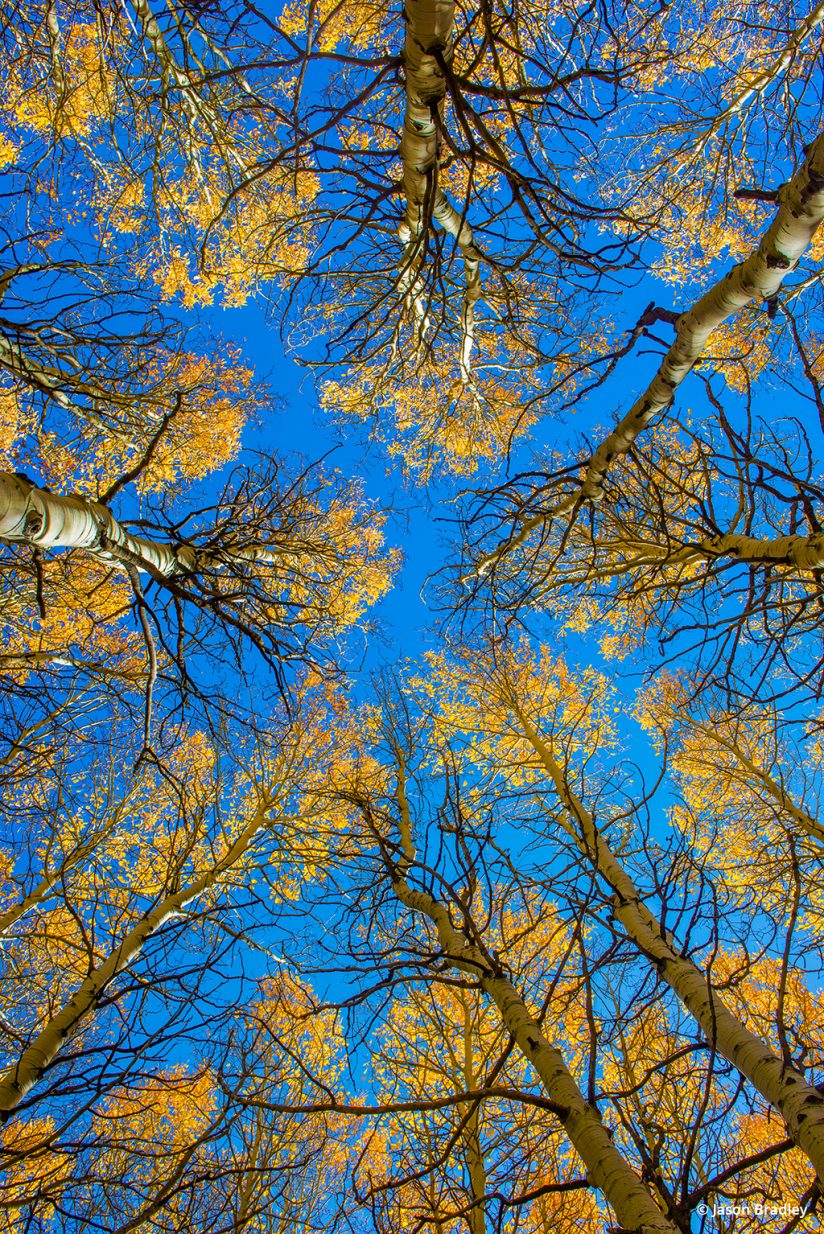 Be careful not to over do it when processing fall color photos