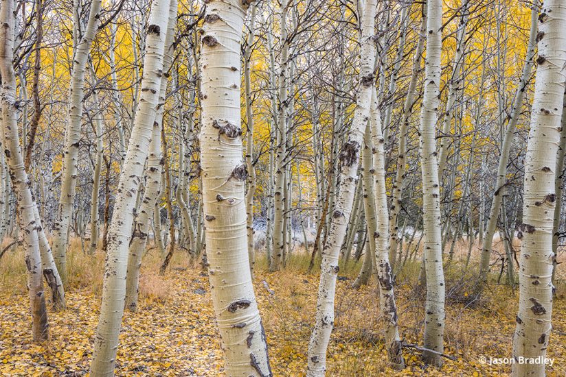 Processing fall color photos like this fall scene .