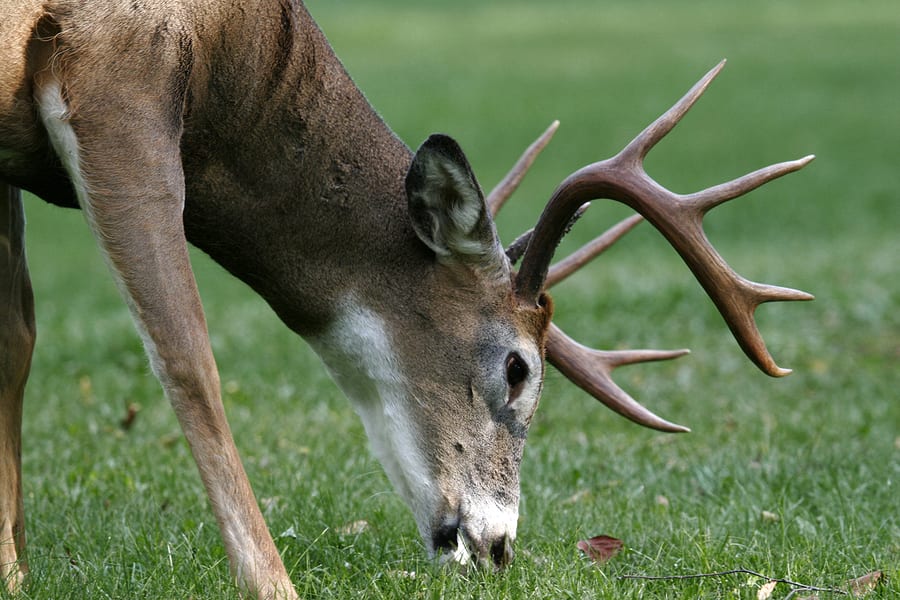 worst deer hunting states
